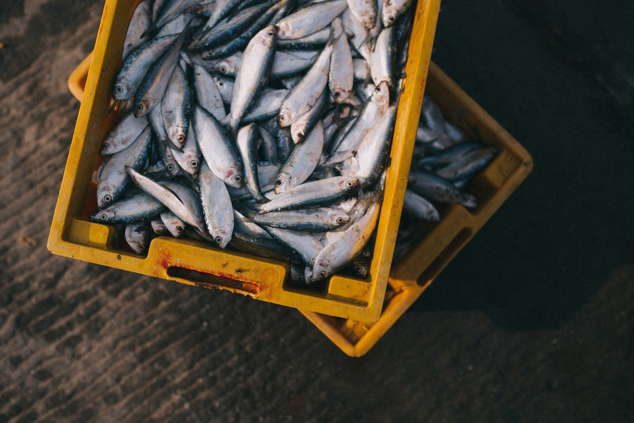 Køb frisk fisk online eller direkte i din by