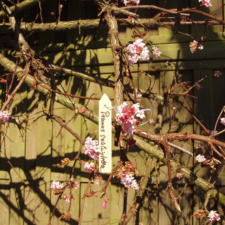Bambus plantepinde H10 x15 cm Natur