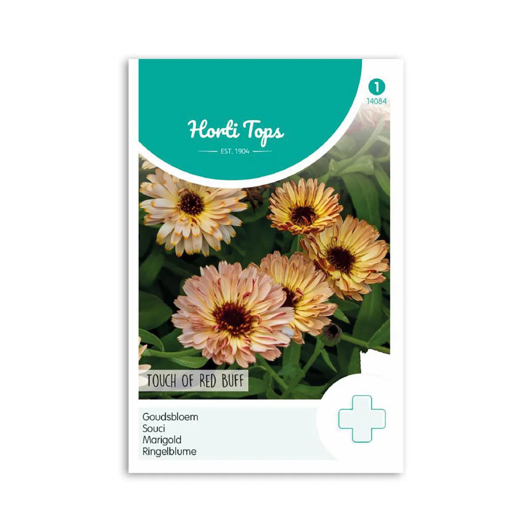 Morgenfrue frø Touch Of Red Buff Horti Tops