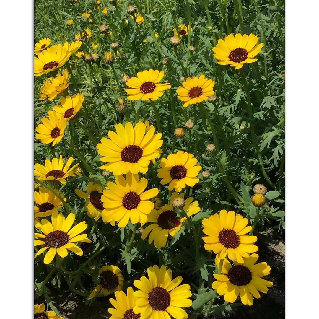 Gul okseøje frø Eldorado Yellow Horti Tops