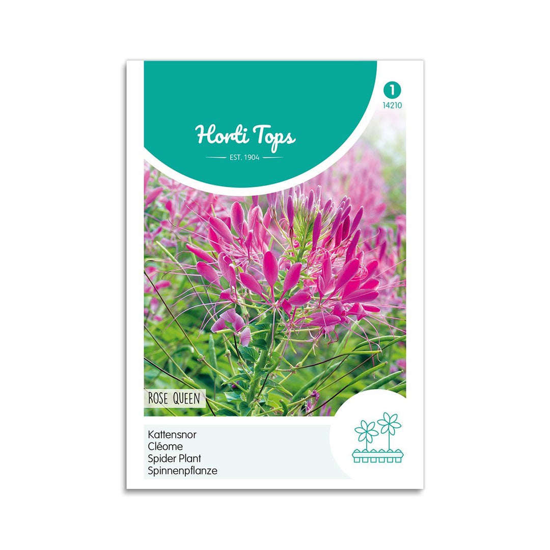 Produktbillede af Edderkoppeplante frø Rose Queen  på tilbud i høj kvalitet