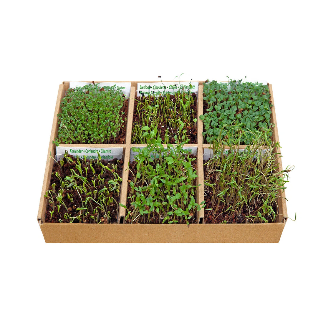 Spiselige blomster dyrk selv kit