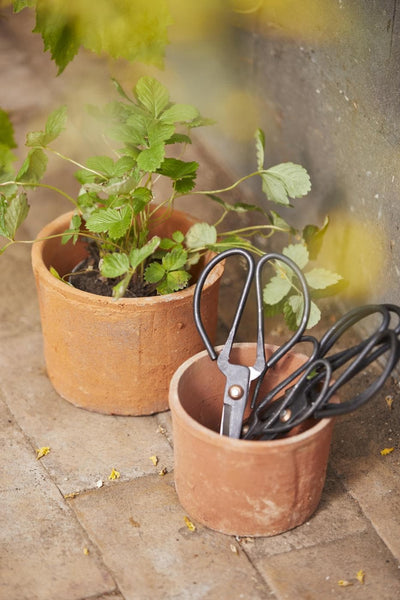 Ib Laursen - Saks til krydderurter, L10,5 cm ❤ Stort online udvalg i Ib Laursen ❤ Billig fragt og hurtig levering 2 - 5 hverdage ❤ Varenummer: BGH-44157247062268 / Ean: '5709898235246 på lager - Udsalg på Alle produkter Spar op til 57% - Over 454 kendte mærker på udsalg