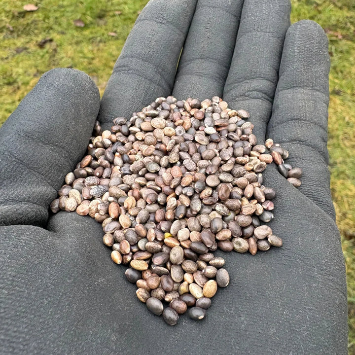 Blomsterblanding Lupin Blanding 150 m2