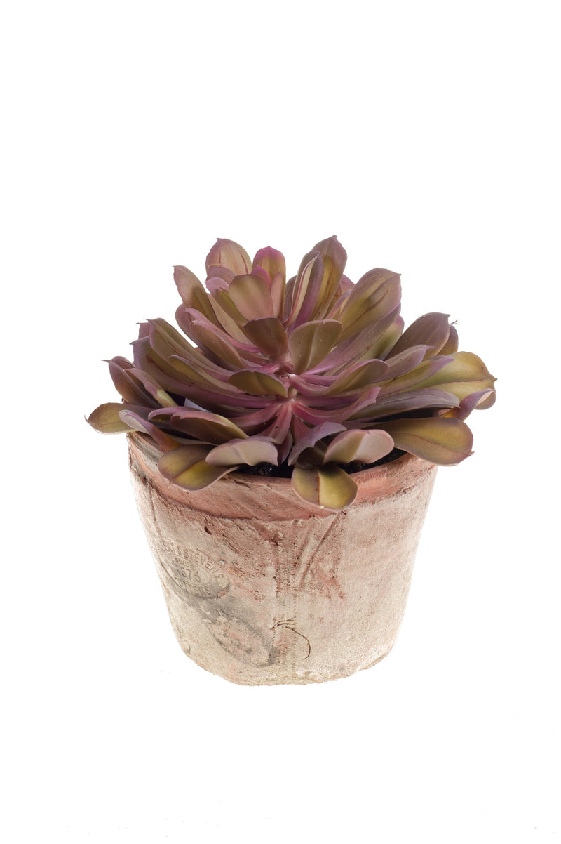 Emerald - Kustig rød Echeveria i keramik potte H16 cm ❤ Stort online udvalg i Emerald ❤ Billig fragt og hurtig levering 2 - 5 hverdage ❤ Varenummer: BGH-39264981516439 / Ean: &