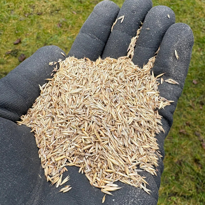 Robot Plænegræs græsfrø 70 m2