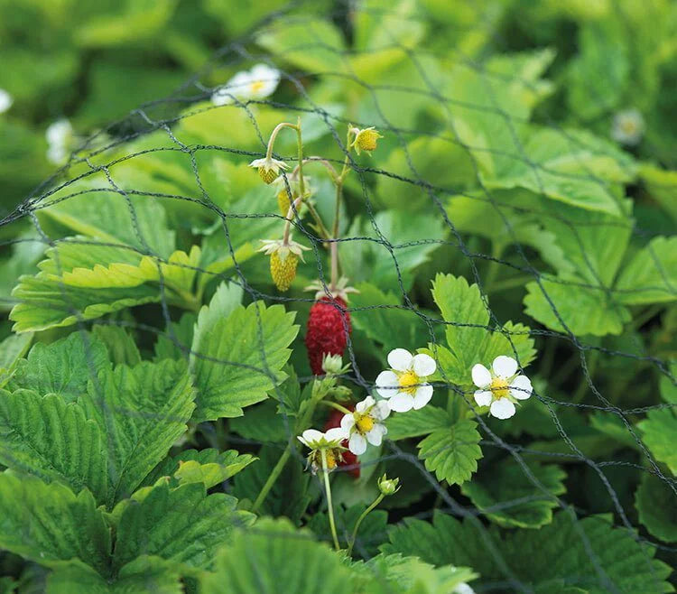 SOGO Fuglenet 3 x 5 meter