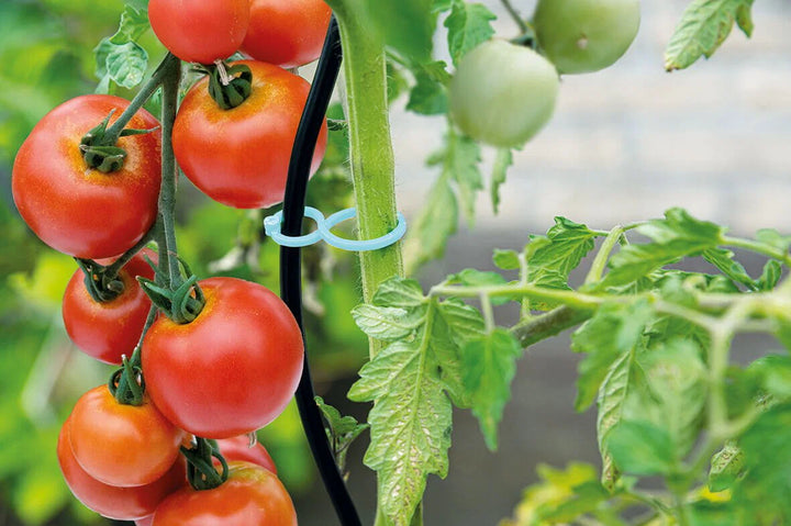 Tomatclips 15 stk