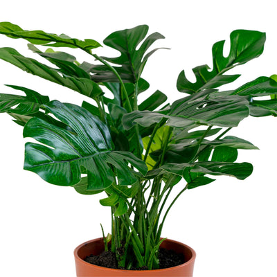 Monstera - Kunstig plante 45 cm ❤ Stort online udvalg i HouNordic ❤ Billig fragt og hurtig levering 2 - 5 hverdage ❤ Varenummer: BGH-42135253549308 / Ean: '5713917004515 på lager - Udsalg på Alle produkter Spar op til 51% - Over 785 kendte brands på udsalg