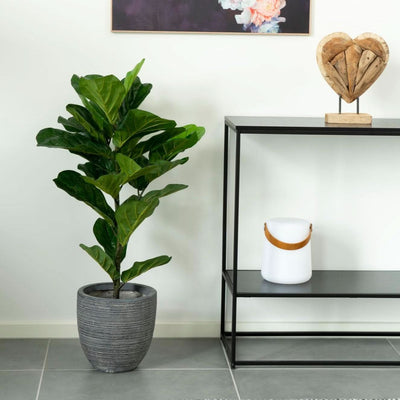 billigt tilbud på Violinfigen træ - Kunstig plante, 100 cm. Udsalg på Boligtilbehør > Kunstige blomster. Spar op til 62%. Hurtig levering: 1-2 hverdage.