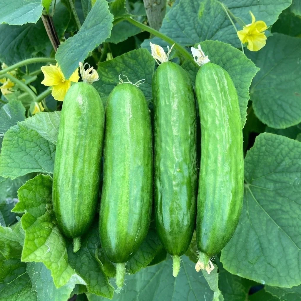 Økologisk snack agurk frø Picolino F1