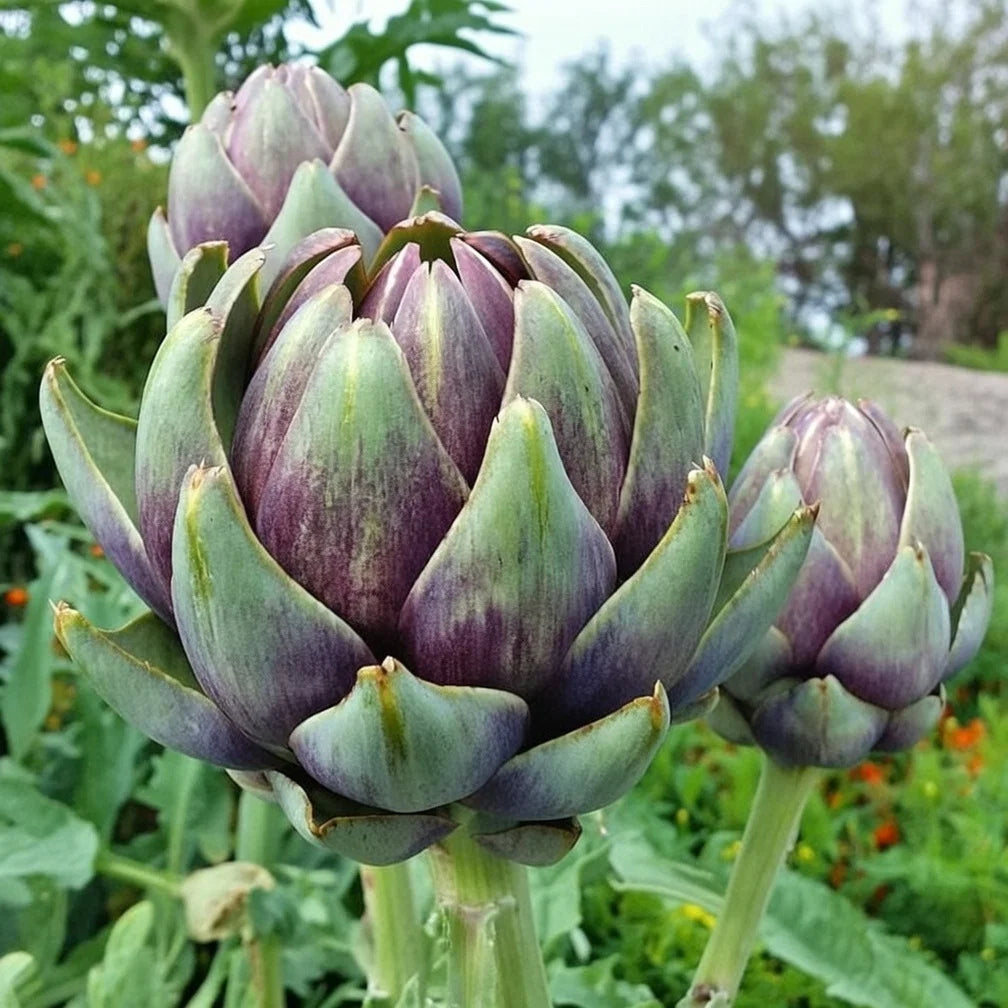 Artiskok frø Violet De Provence