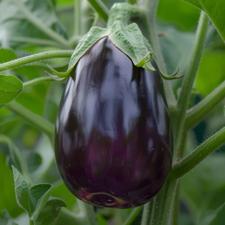 Økologisk Aubergine frø Black Beauty