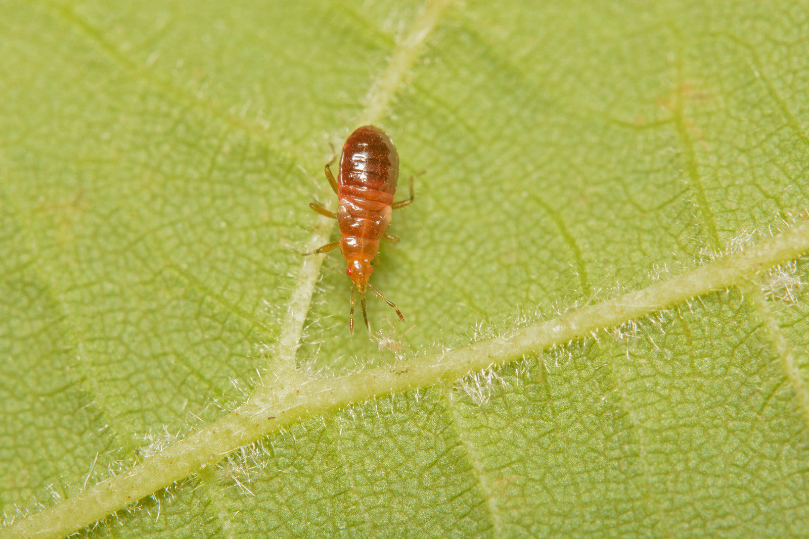 Produktbillede af Anthocoris-næbtæge mod bøgebladlus 200 stk på tilbud i høj kvalitet