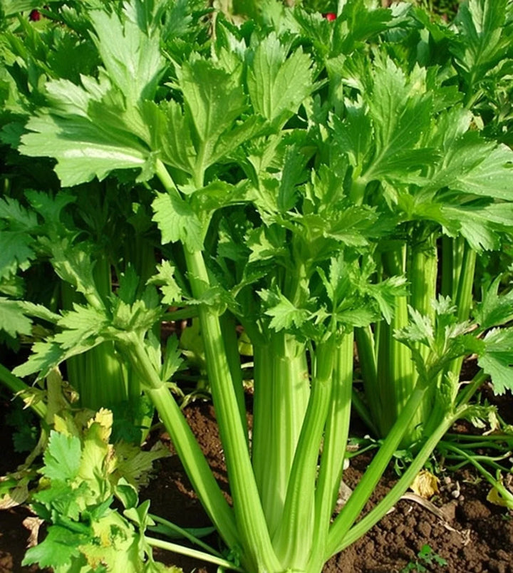 Økologisk Bladselleri frø Tall Utah 52/70