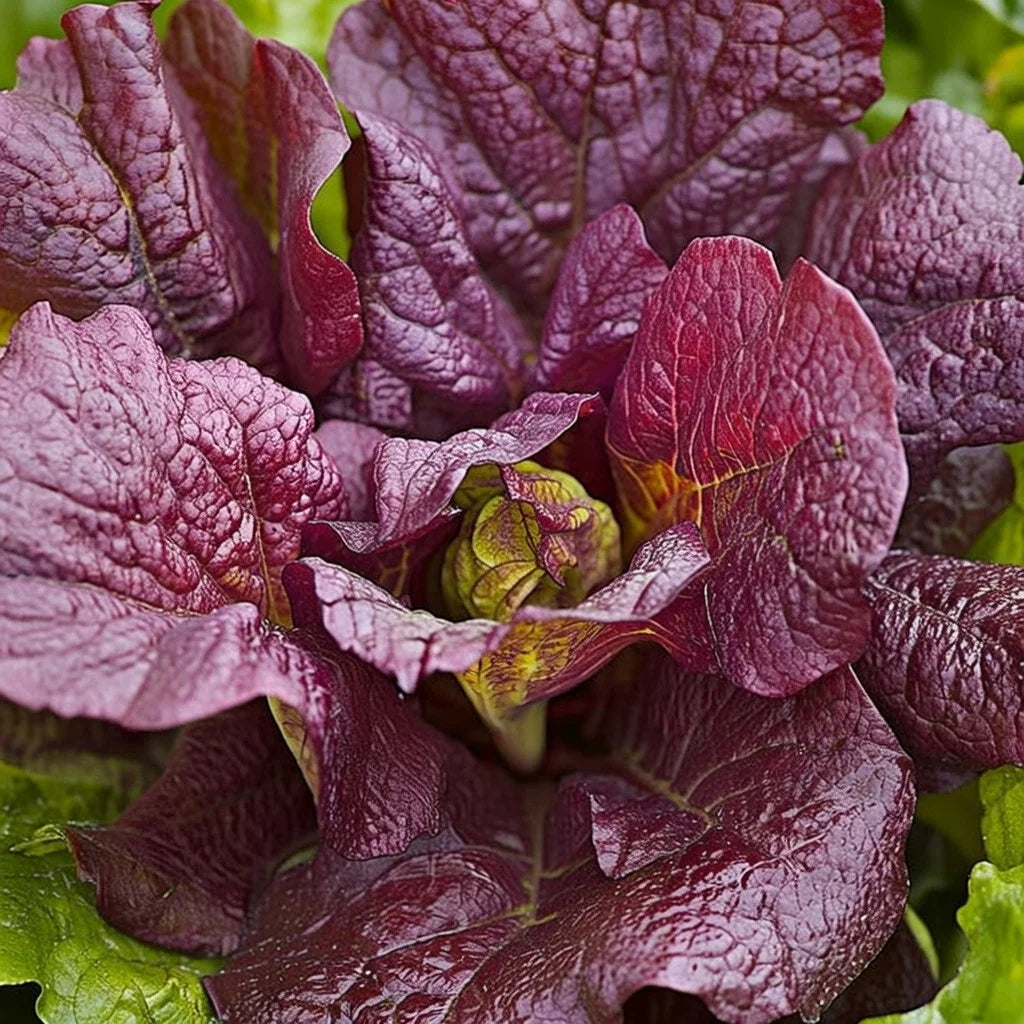 Økologisk Bladsennep frø Red Giant