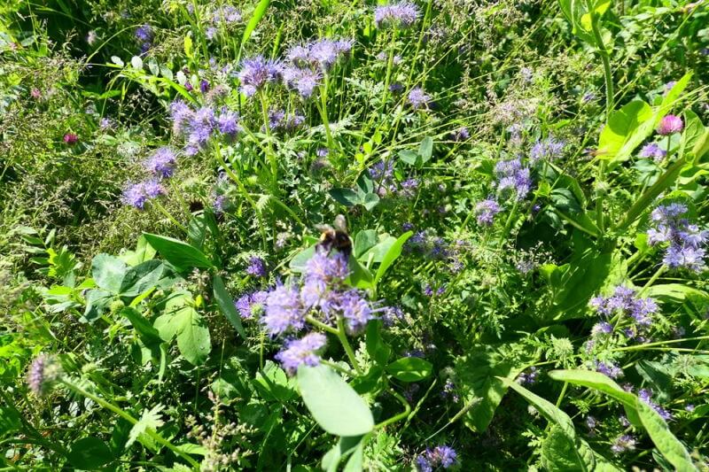Produktbillede af Blomster- og bestøverbrak med græs 10 kg på tilbud i høj kvalitet