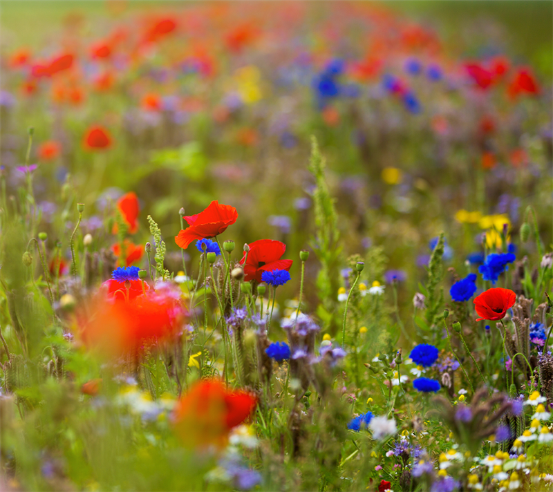 Produktbillede af Blomstermarksblanding en & flerårig til haven på tilbud i høj kvalitet