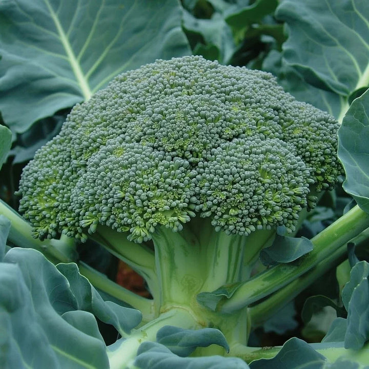 Økologisk Broccoli frø Belstar F1