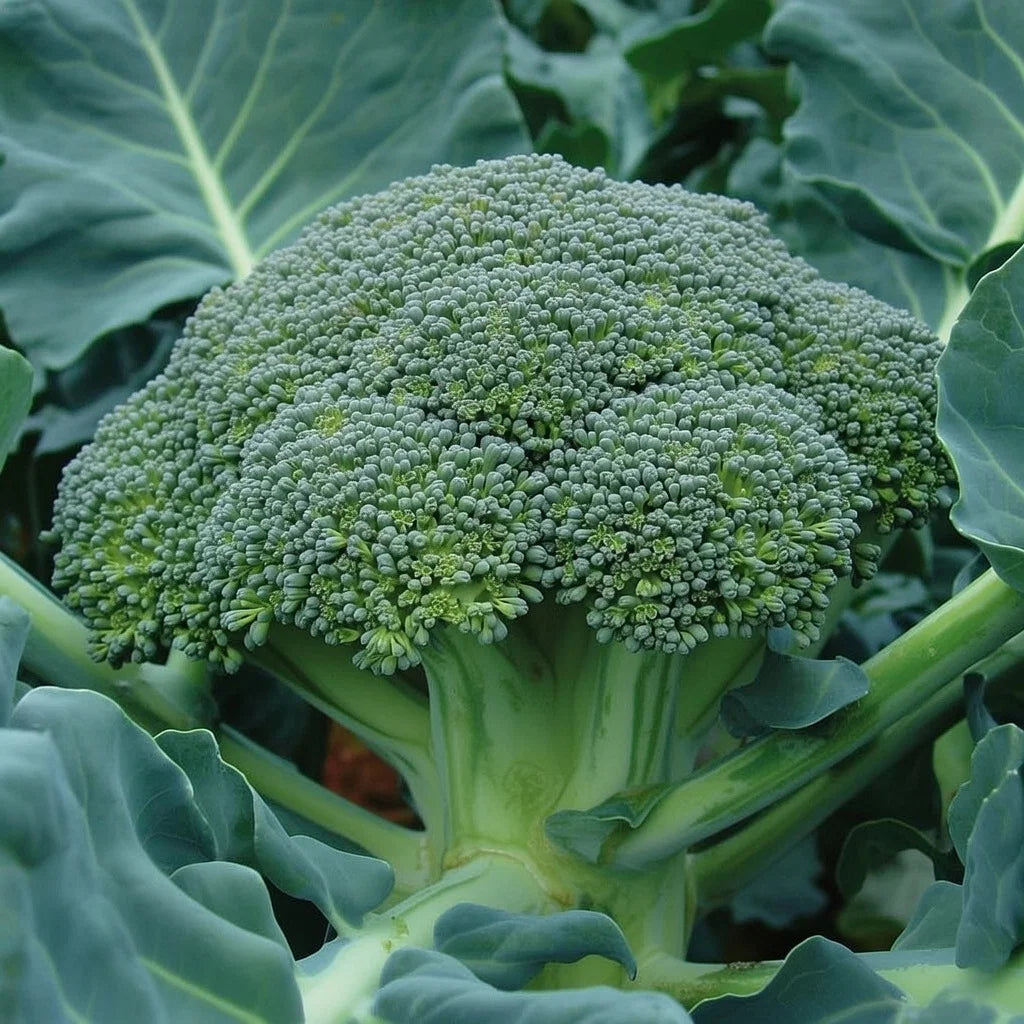 Økologisk Broccoli frø Belstar F1