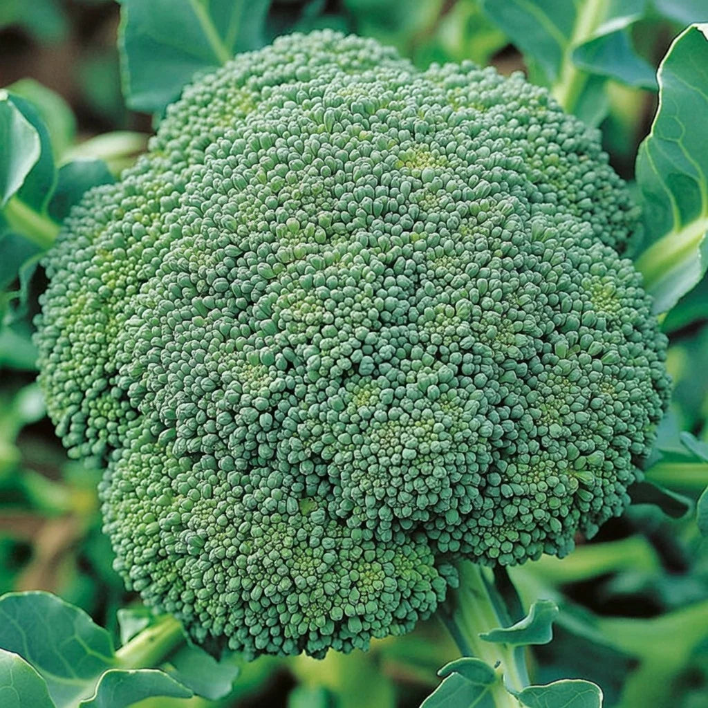 Økologisk Broccoli frø Calabrese Natalino