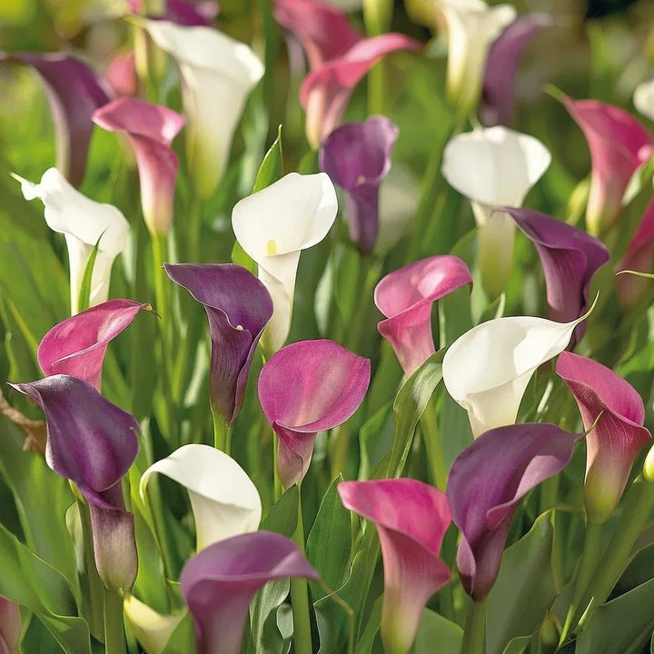 Calla Zantedeschia blomsterløg 3 stk.
