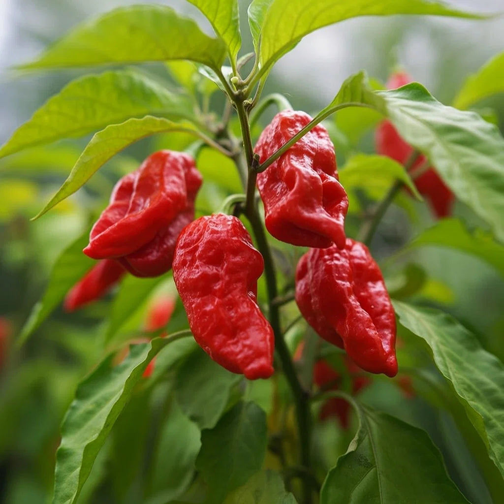 Økologisk Chili Bhut Jolokia Rød