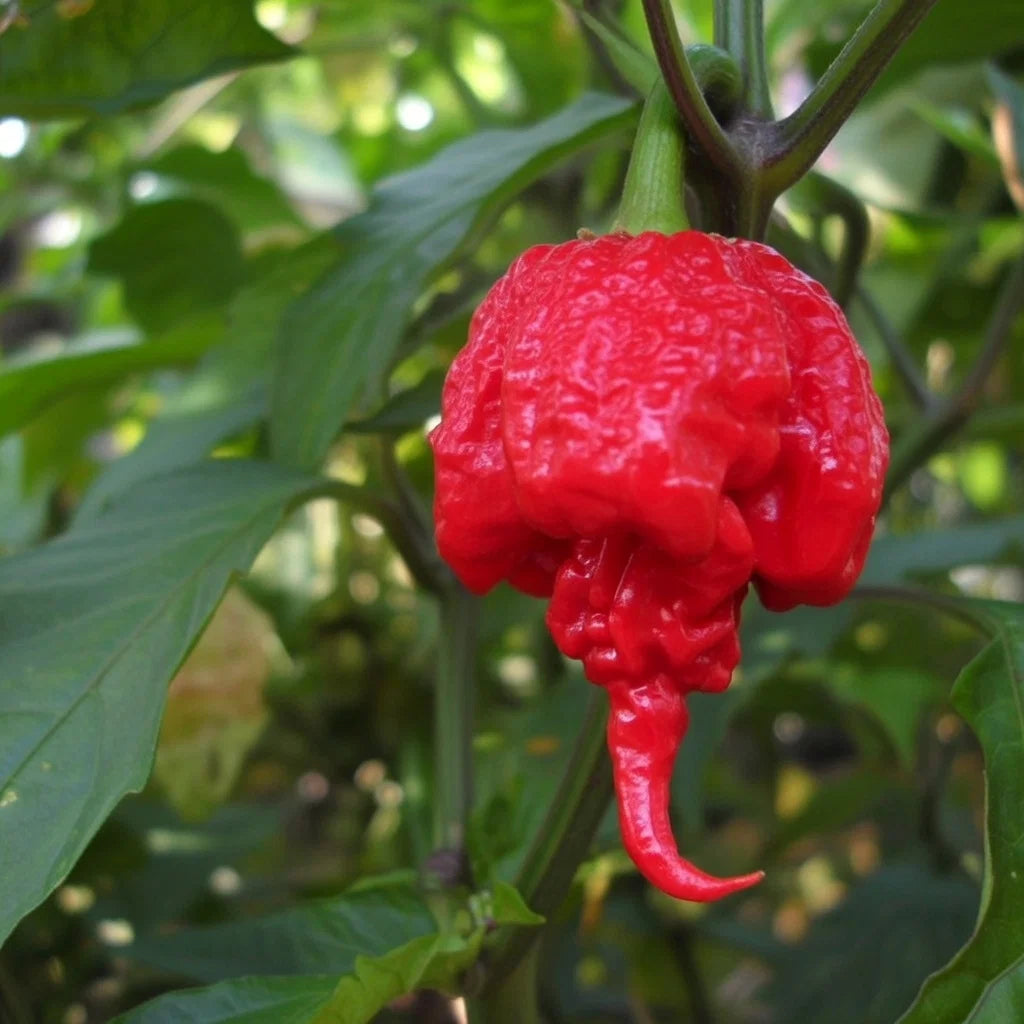 Chili frø Carolina Reaper