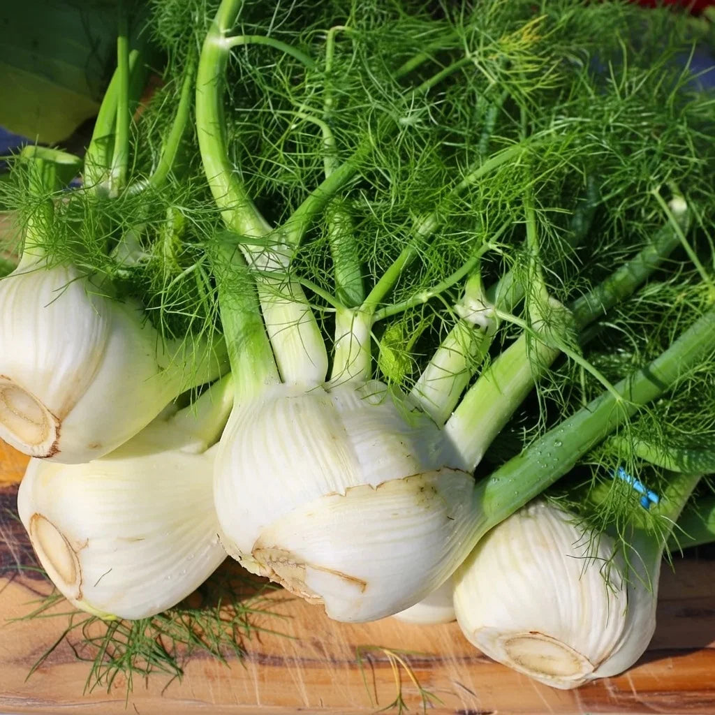 Økologisk Fennikel frø Doux de Florence