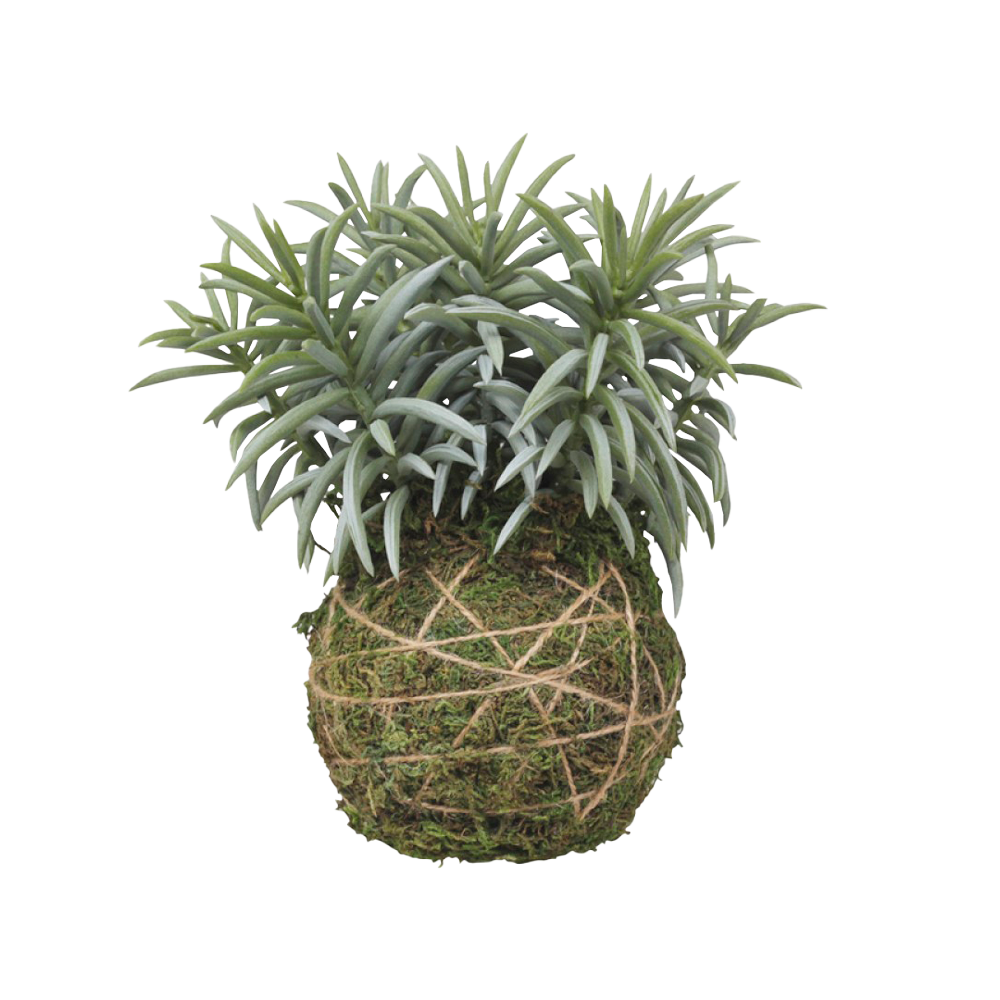 Produktbillede af FLEUR moskugle m. plante på tilbud i høj kvalitet