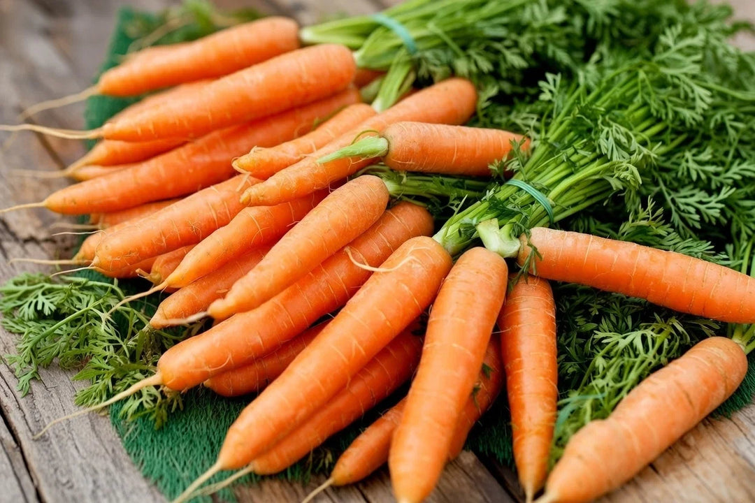 Økologisk Vinter Gulerod frø Berlicum 2