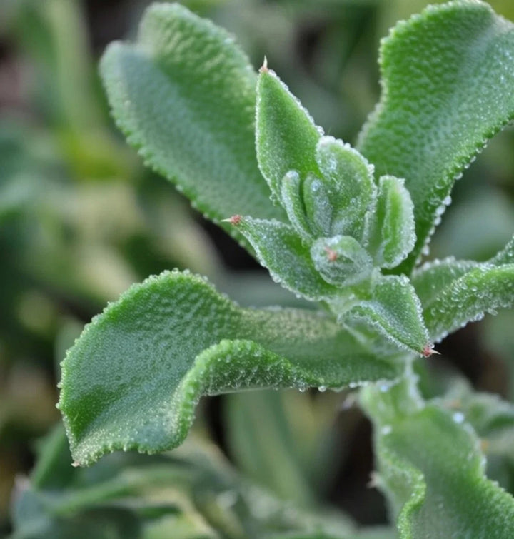 Isplante frø Ice Plant