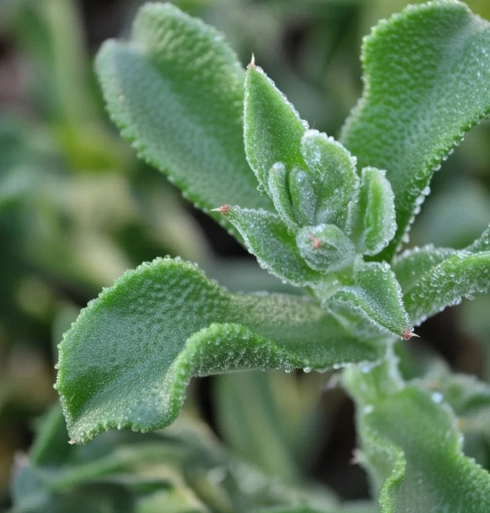 Isplante frø Ice Plant