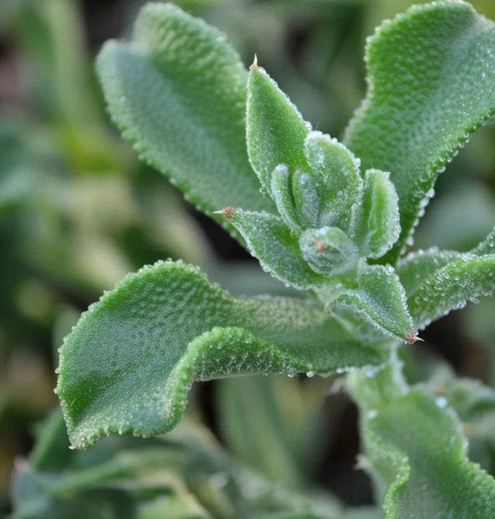 Isplante frø Ice Plant