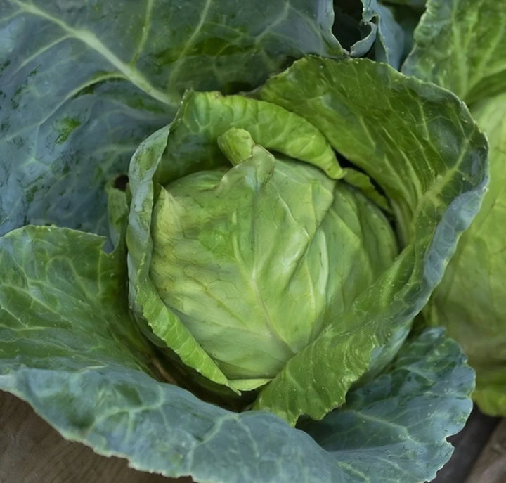 Økologisk Spidskåls frø Caraflex F1