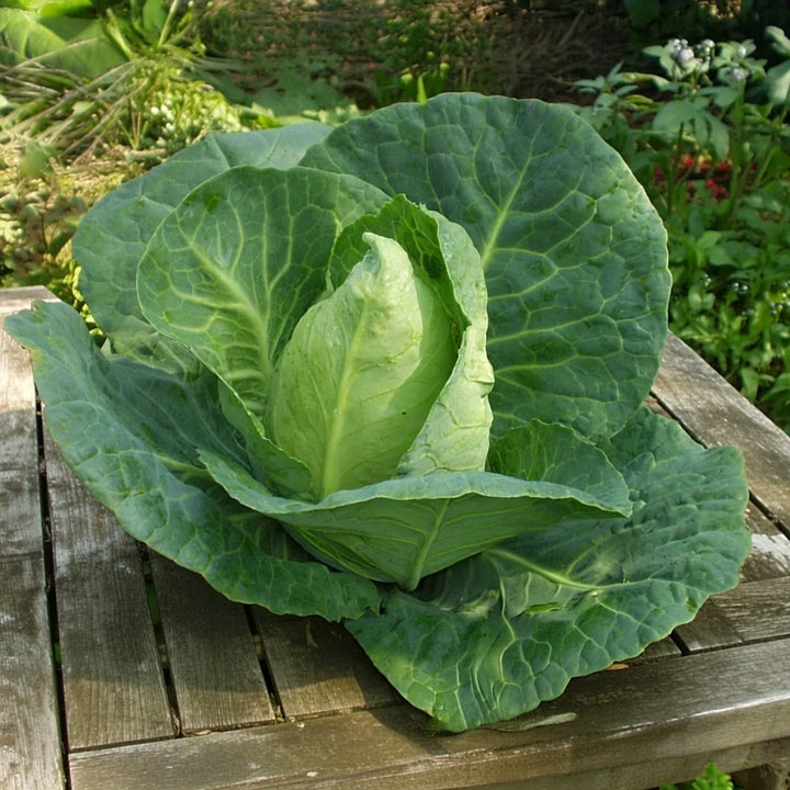 Spidskål frø Express