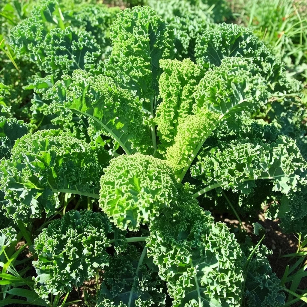 Grønkål frø Halbhoher Grüner Krauser