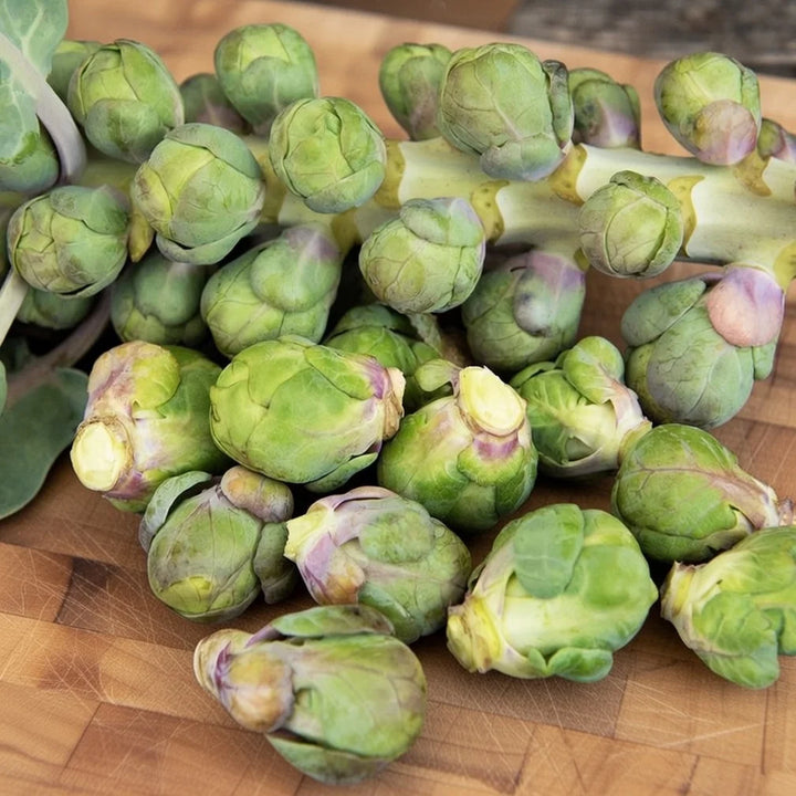 Rosenkål frø Roodnerf