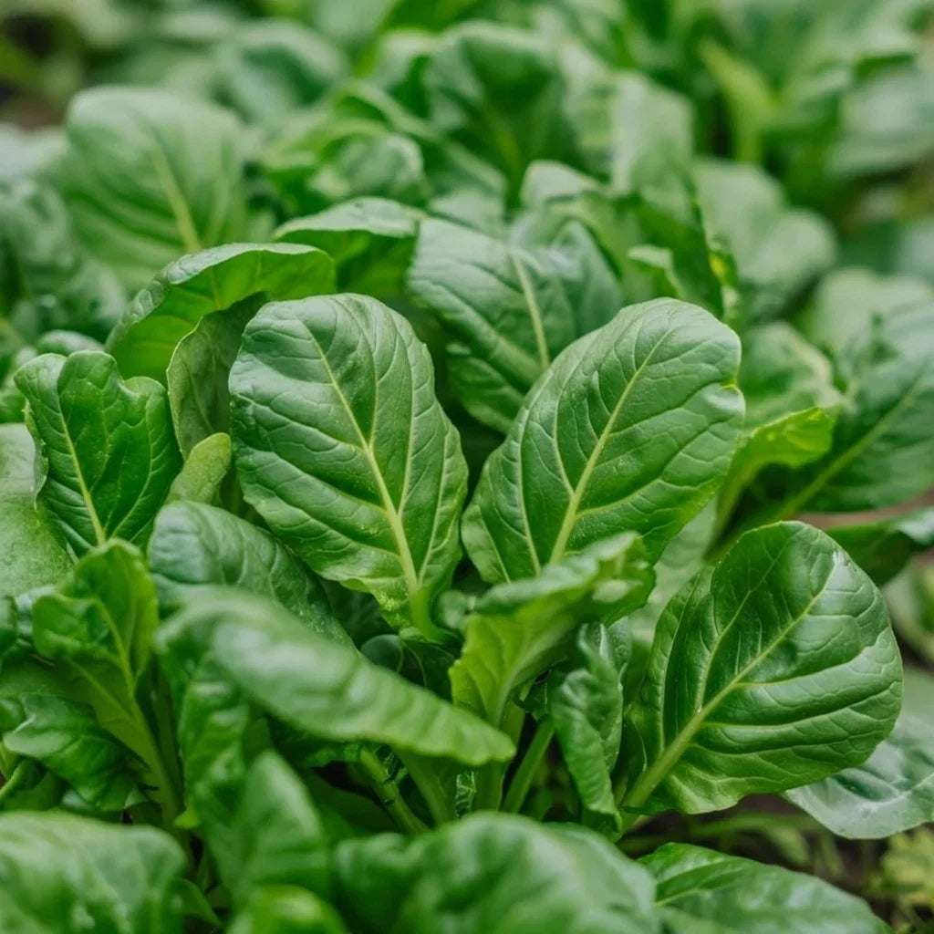 Økologisk Tatsoi frø