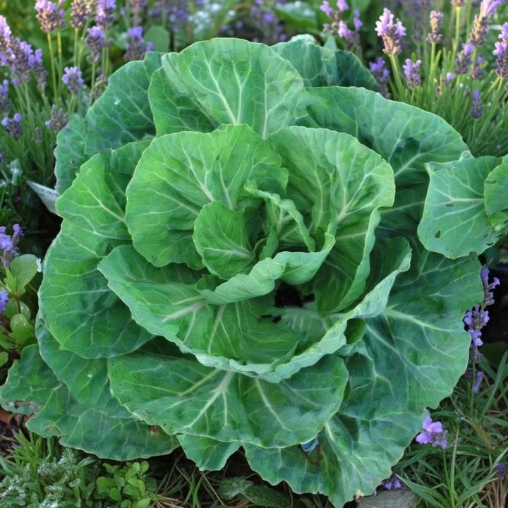 Bladkål frø Tronchuda