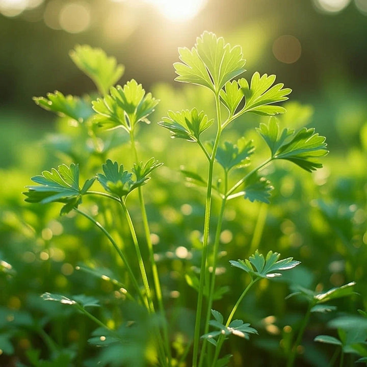 Økologisk Kørvel frø fin krøllet