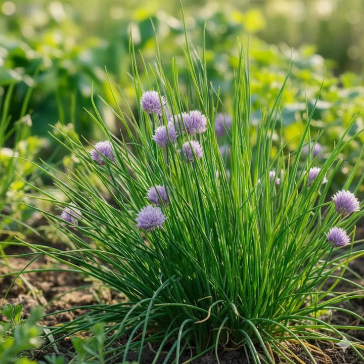 Økologiske purløg frø