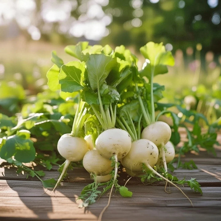 Økologisk Majroe frø Platte Witte Mei