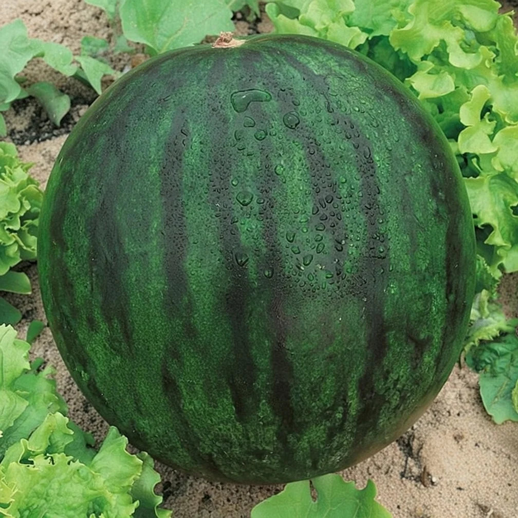 Vandmelon frø Sugar baby