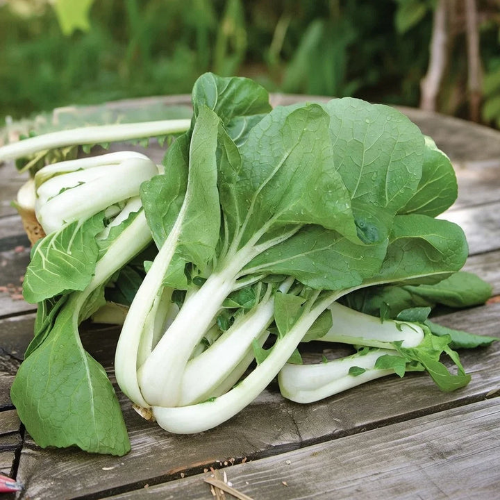 Japanske Pak Choi frø
