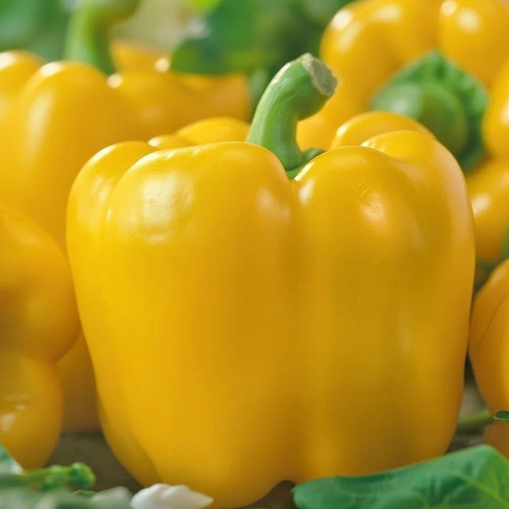 Økologisk Peberfrugt gul frø Yellow California Wonder