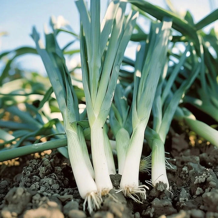 Vinterporre frø Blauwgroene winter