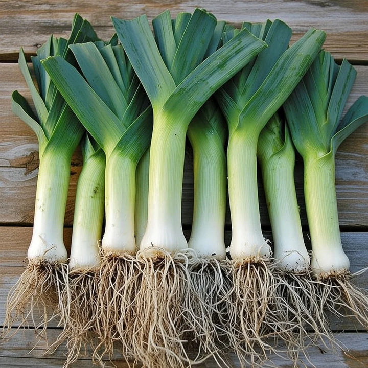 Vinterporre frø Giant 2