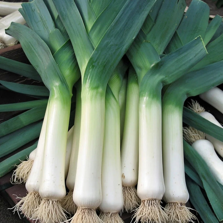 Økologisk Porre frø Leek De Carentan 2