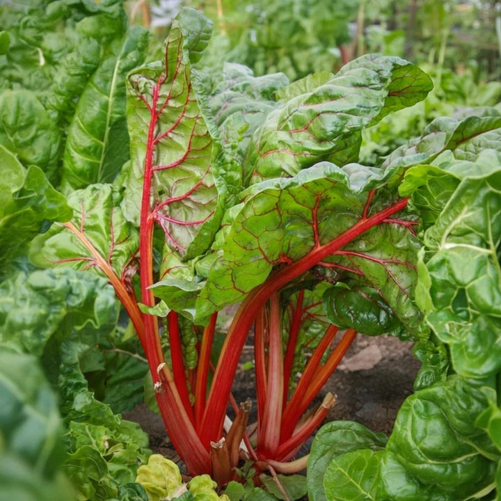 Rabarber frø Victoria